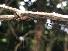 Tetragnatha ceylonica