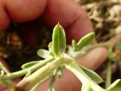 Centaurea tenacissima