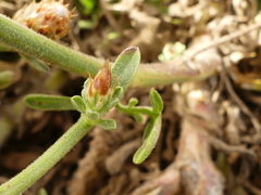 Centaurea tenacissima