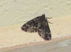 Xanthorhoe fumipennis