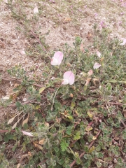 Ononis spinosa spinosa