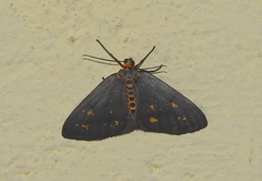 Abraxas poliaria