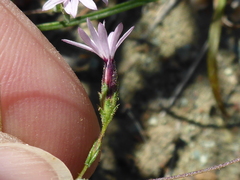 Lessingia micradenia micradenia