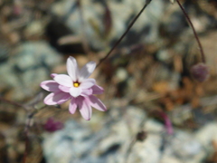 Lessingia micradenia micradenia