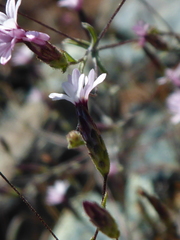 Lessingia micradenia micradenia
