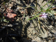 Lessingia micradenia micradenia
