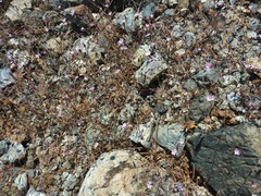Lessingia micradenia micradenia