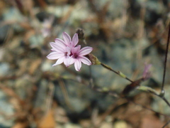 Lessingia micradenia micradenia