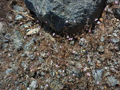 Lessingia micradenia micradenia