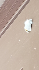 Euproctis chrysorrhoea