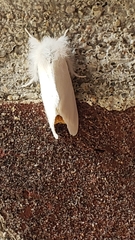 Euproctis chrysorrhoea