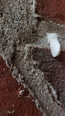 Euproctis chrysorrhoea