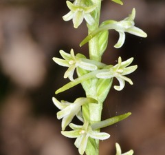 Platanthera transversa