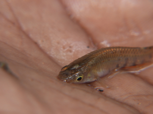 Ceylon killifish (Aplocheilus dayi) — Aplocheilidae — 3