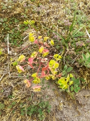 Euphorbia portlandica