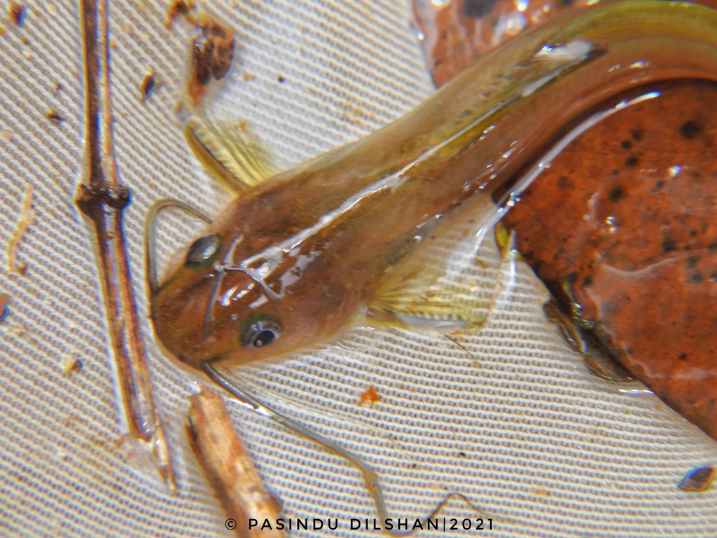 Sri Lanka Dwarf Catfish