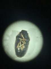 Neottiglossa sulcifrons