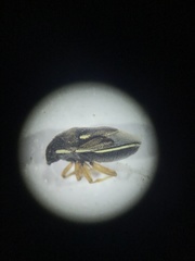 Neottiglossa sulcifrons