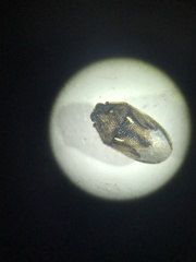 Neottiglossa sulcifrons