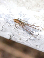 Tmarus rimosus