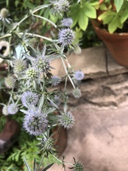 Eryngium integrifolium