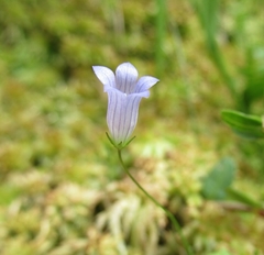 Hesperocodon hederaceus