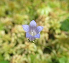 Hesperocodon hederaceus