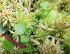 Hesperocodon hederaceus