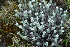 Leontopodium microphyllum