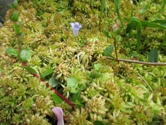 Hesperocodon hederaceus