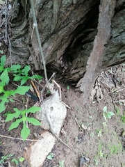 Ibervillea hypoleuca