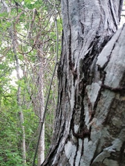 Ibervillea hypoleuca
