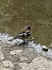 Fringilla coelebs