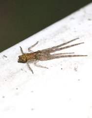 Tmarus rimosus