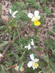 Viola tricolor curtisii
