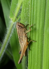 Amblytropidia