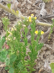 Linaria arenaria