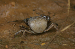 Trichodactylidae