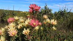 Leucadendron orientale