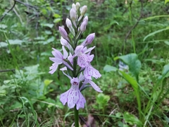 Dactylorhiza