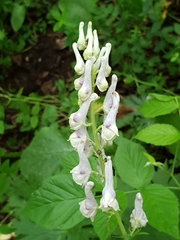 Aconitum orientale