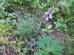 Dactylorhiza