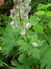 Aconitum orientale