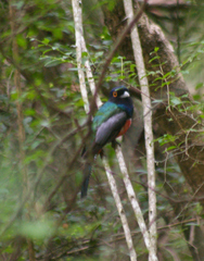 Trogon curucui