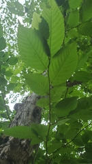 Ostrya virginiana image