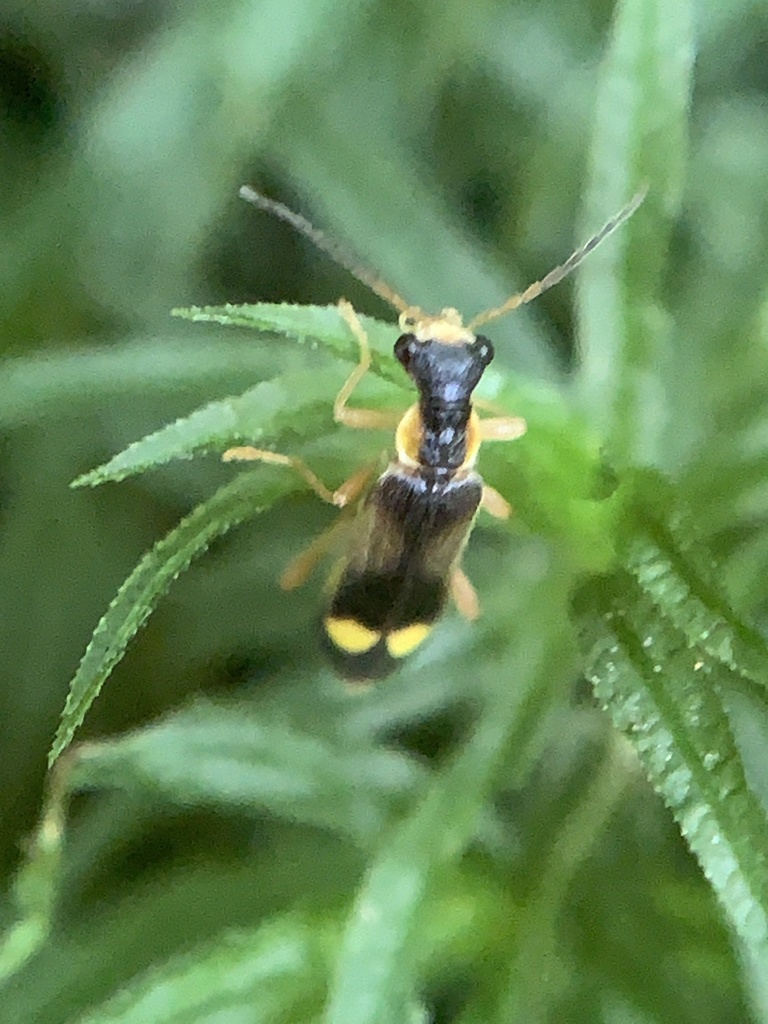 Malthinus fasciatus