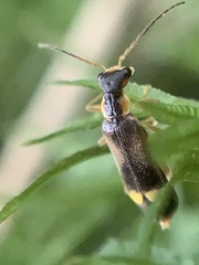 Malthininae