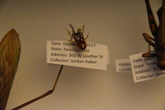 Parcoblatta pennsylvanica