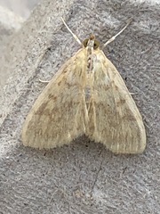 Crocidophora tuberculalis