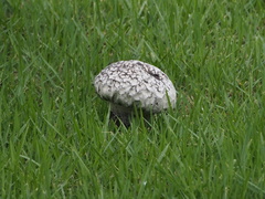 Calvatia lilacina